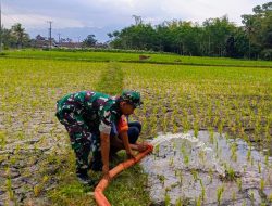 Babinsa Kodim 0822 Dukung Inovasi Pertanian di Bondowoso Melalui Pompanisasi Modern