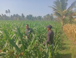 Babinsa Blimbing Dukung Program Ketahanan Pangan, Bantu Petani Optimalkan Lahan