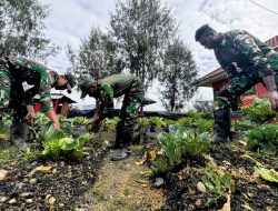 Satgas Yonif 509 Kostrad Gelar Panen Sayuran di Titik Kuat Mamba Dalam Program Ketahanan Pangan