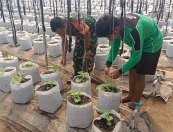 Babinsa Kodim 0822 Bondowoso Dampingi Petani Melon untuk Tingkatkan Hasil Pertanian