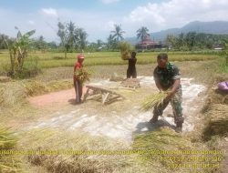 Babinsa Desa Mandiro Dampingi Petani dalam Panen Padi: Meningkatkan Hasil Pertanian Bersama