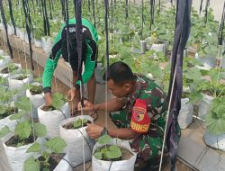 Sinergi TNI dan Petani Babinsa 0822 Dampingi Pemeliharaan Melon di Desa Petung