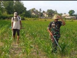 TNI dan Petani Bergandeng Tangan: Menuju Panen Jagung yang Optimal