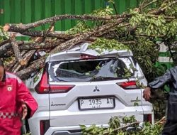 Bondowoso, Hujan Deras di Sertai Angin, Pohon Tumbang Mengenai Kendaraan Roda empat Mitsubishi Xpander 