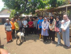 Disnakan Bondowoso dan Babinsa Serahkan Domba: Harapan Baru bagi Peternak