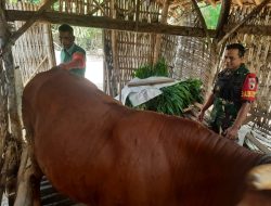 Babinsa Kawal Pemeriksaan Hewan Ternak, Pastikan Kesehatan Sapi Warga