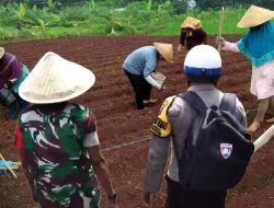 Sinergitas TNI-Polri di Bondowoso: Babinkamtibmas Berbagi Alat Pertanian untuk Dukung Ketahanan Pangan