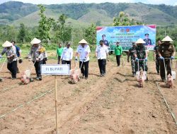 Dorong Peningkatan Ketahanan Pangan, Dandim 0822 Bondowoso Hadiri Aksi Penanaman Jagung Serentak