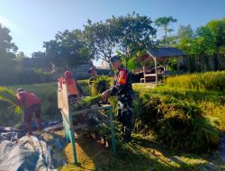 Babinsa Desa Penang Dampingi Panen Padi, Dorong Swasembada Pangan Nasional