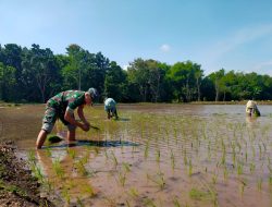 Babinsa 0822 Bondowoso Terjun Langsung Dampingi Penanaman Padi untuk Swasembada Pangan