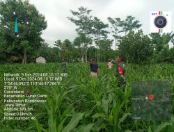 Inovasi Pertanian: Babinsa Koramil Curahdami Bondowoso, Dampingi Penanaman Jagung Hibrida Q-11