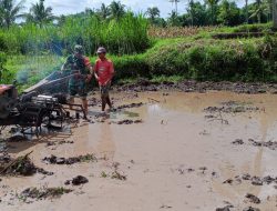 Bondowoso, Babinsa Desa Petung Dampingi Penyiapan Lahan Tanam Padi