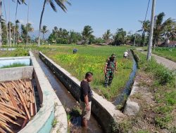 Babinsa Desa Mengok Pujer Bondowoso Dampingi Monitoring Pertumbuhan Padi dan Irigasi