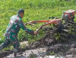 Pentingnya Ketahanan Pangan: Babinsa Koncer Kidul Membajak Sawah untuk Masa Depan Desa