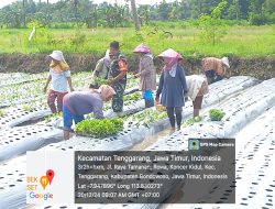 Bondowoso, Sawi Hijau, Ketahanan Pangan Kokoh: Babinsa Koncer Kidul Turun Tangan