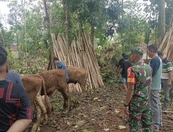 Bondowoso, Bantuan 10 Ekor Sapi Tiba di Desa Selolembu, Babinsa Sertu M Fauzi Lakukan Pendampingan