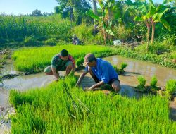 Bondowoso, Babinsa Penang Dampingi Pemindahan Bibit Padi untuk Ketahanan Pangan