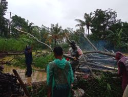 Akses Jalan Tertutup Akibat Pohon Tumbang, Babinsa Pimpin Penanganan Cepat di Bondowoso