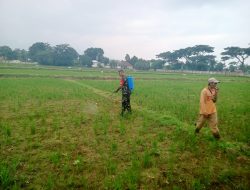 Bondowoso, Babinsa 0822 Grujugan Laksanakan Pendampingan Monitoring Pertumbuhan Padi dan Penyemprotan Serangga di Desa Binaan
