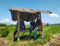 Mendengarkan Suara Petani Bondowoso: Babinsa Desa Penang Terima Keluhan di Lapangan Sawah