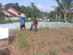 Babinsa Desa Pancoran Bondowoso Dorong Petani Jagung Tingkatkan Produksi