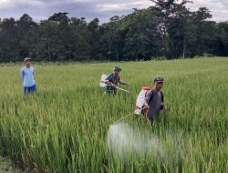 Babinsa Kodim 0822 Lakukan Pendampingan Penyemprotan Tanaman Padi di Dusun Kenanga Kabupaten Bondowoso