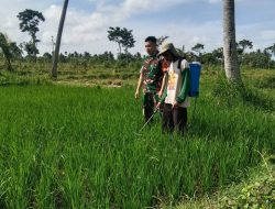 Babinsa Kelurahan Badean Bondowoso, Dampingi Penyemprotan Pestisida pada Lahan Padi