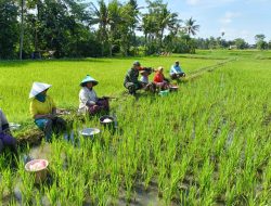 Babinsa Desa Kajar Lakukan Komsos dengan Buruh Tani untuk Perkuat Kemitraan