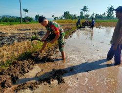 Pembajakan Sawah Milik Warga Desa Penang, Babinsa Kodim 0822 Bantu Meningkatkan Produktivitas Pertanian