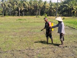 Babinsa 0822 Bondowoso Dampingi Penyemprotan Gulma di Sawah Desa Prajekan Kidul