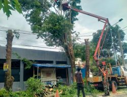 Babinsa Koramil 0822/01 Pantau Pemangkasan Pohon di Bondowoso