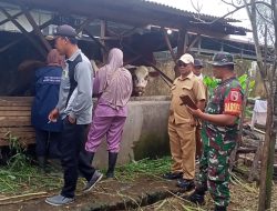 Vaksinasi Ternak di Desa Dadapan Bondowoso, 50 Sapi Terlindungi