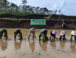 TNI Bersama Warga Gotong Royong Tanam Padi dalam Program TMMD Ke-123