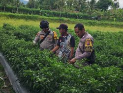 Dukung Ketahanan Pangan, Bhabinkamtibmas Pantau Perkembangan Tanaman Lombok Taman Krocok