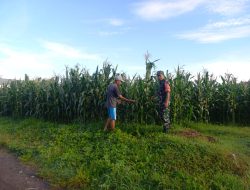 Babinsa Dampingi Petani Jagung, Pastikan Tanaman Sehat dan Siap Panen