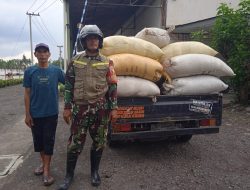 Kolaborasi TNI dan Bulog Bondowoso, Babinsa Bantu Serap 6 Ton Gabah di Desa Taal