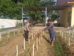 Gelorakan Swasembada Pangan Polisi Tanam Cabe di Lahan Polsek Tamankrocok Bondowoso