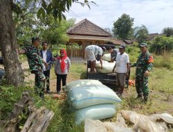 Babinsa Kodim 0822 Bondowoso, Kawal Penyerapan Gabah Petani oleh Bulog di Bondowoso