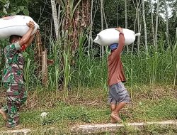 Panen Padi Capai 3 Ton, Babinsa 0822 dan Bulog Sinergi Dukung Ketahanan Pangan di Kabupaten Bondowoso