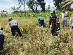 Babinsa Turun Sawah Wujud Nyata Sinergi TNI dan Petani di Bondowoso