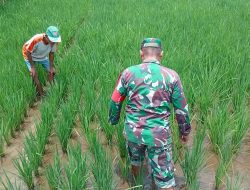 Panen Lebih Cepat Jadi Target, Babinsa Dampingi Petani di Dabasah