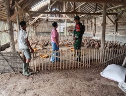 Babinsa Dampingi Peternak Bebek, Ungkap Rahasia Sukses di Desa Kejawan