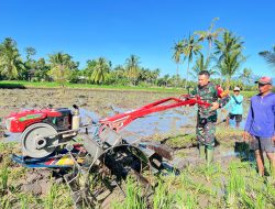 Babinsa Serda Deny Bantu Bajak Sawah di Botolinggo, Dukung Ketahanan Pangan Nasional Meski Hari Libur