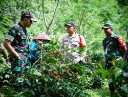 Dandim 0822 Bondowoso Dampingi Pangdam V/Brawijaya dan Kapolda Jatim di Lokasi Panen Raya Kopi Bersama Wapres RI