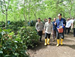 Panen Raya Kopi Ijen Bondowoso, Wapres Dukung Peningkatan Produktivitas, Hilirisasi dan Branding Kopi Indonesia