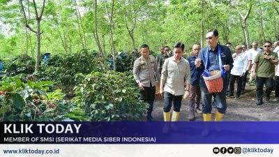 Panen raya kopi Ijen Bondowoso