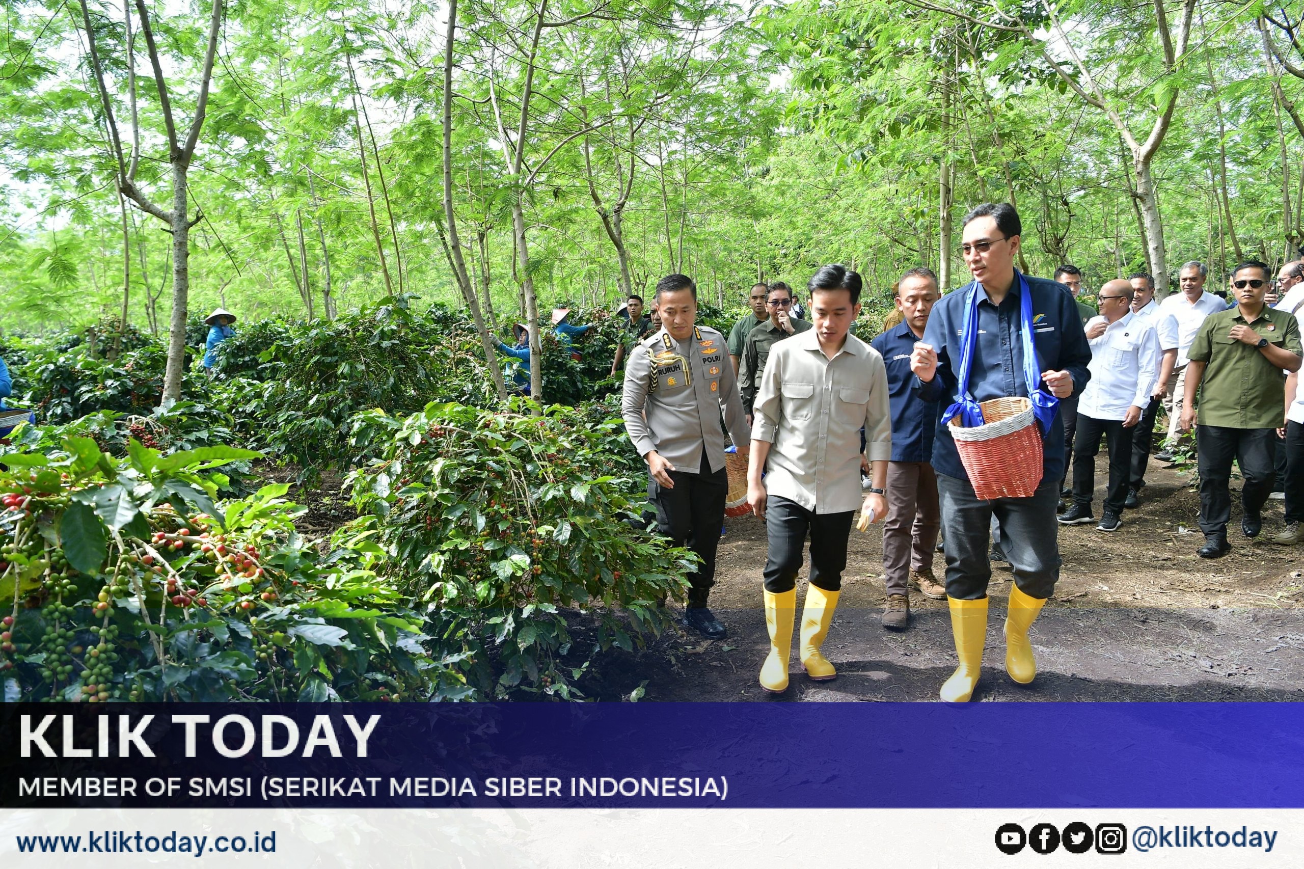 Panen raya kopi Ijen Bondowoso