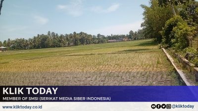 Warga Tani Persawahan Blang Seumasang Gampong Ladang Selesai Tanam Padi Serentak, Namun Padi yang Baru Tanam Kini Kekurangan Air