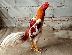 Punya Ayam dengan Pukulan Drumband? Ini Cara Merawatnya Biar Makin Ganas!