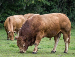 Rahasia Peternak Sukses, Perawatan Sapi agar Gemuk Maksimal
